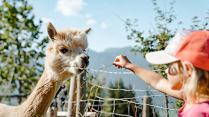 Lama & Alpaka Meet & Greet