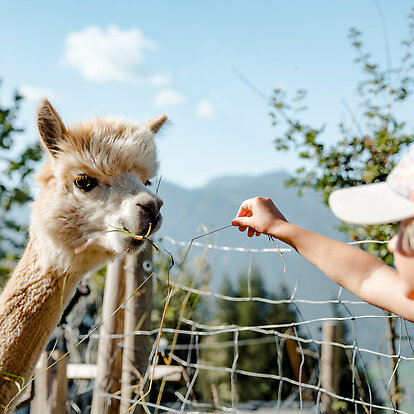 Lama & Alpaka Meet & Greet