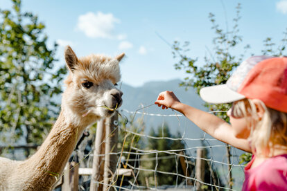 Lama & Alpaka Meet & Greet