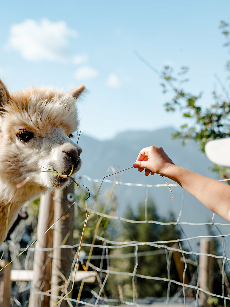 Lama &amp; Alpaka Meet &amp; Greet