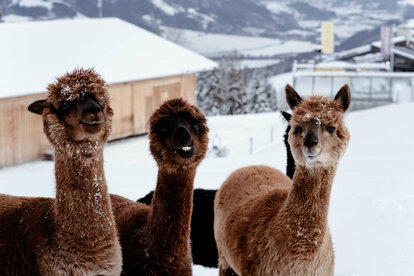 Lama & Alpaka Meet & Greet