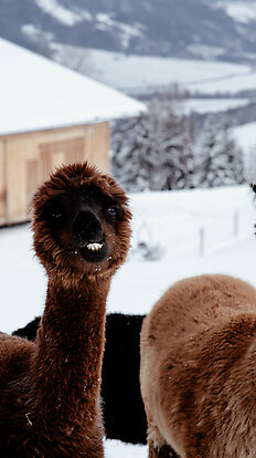 Lama & Alpaka Meet & Greet