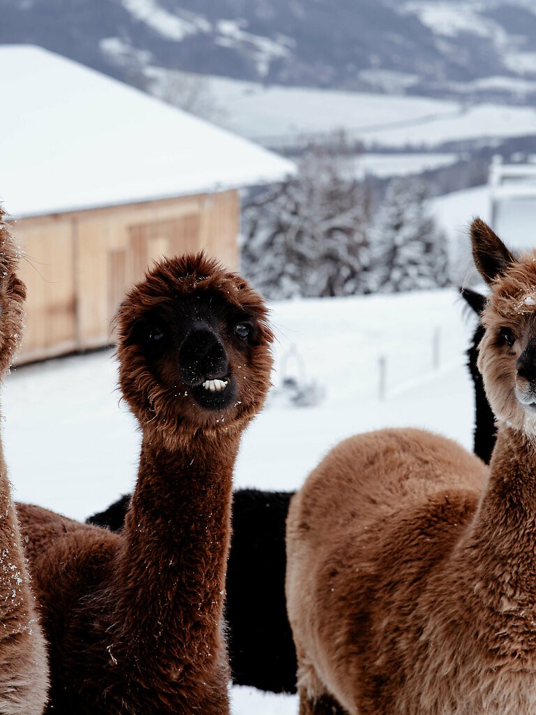 Lama & Alpaka Meet & Greet