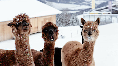 Llama &amp; Alpaca Meet &amp; Greet
