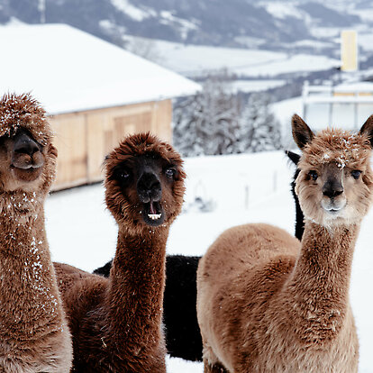 Llama &amp; Alpaca Meet &amp; Greet