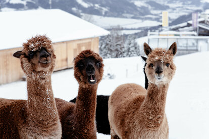 Llama &amp; Alpaca Meet &amp; Greet