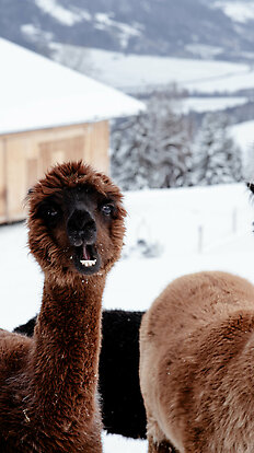 Llama &amp;amp; Alpaca Meet &amp;amp; Greet