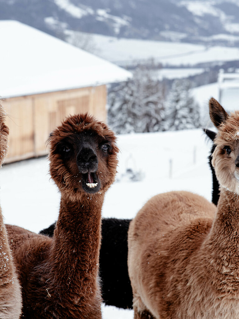 Llama &amp;amp; Alpaca Meet &amp;amp; Greet